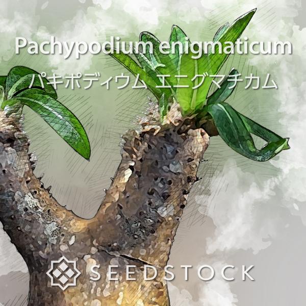 [学名] Pachypodium enigmaticum [数量] 10粒/20粒/50粒/100粒