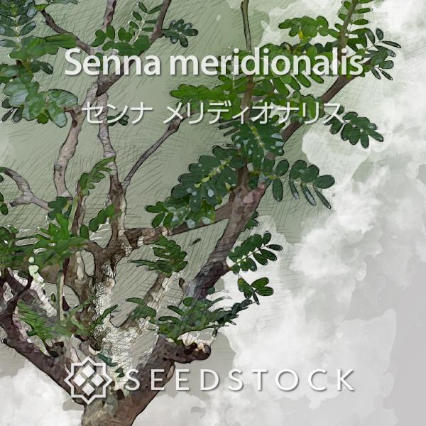 センナの種子 メリディオナリス Senna meridionalis : SEEDSTOCK
