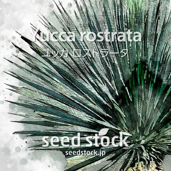 [学名] Yucca rostrata[数量] 20粒/50粒/100粒