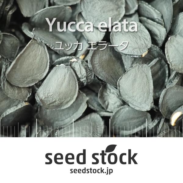 [学名] Yucca elata[数量] 20粒/50粒/100粒