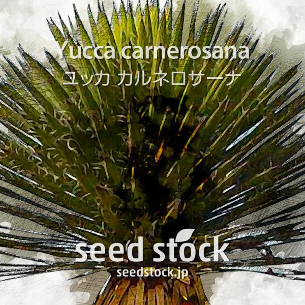 [学名] Yucca carnerosana[数量] 20粒/50粒/100粒