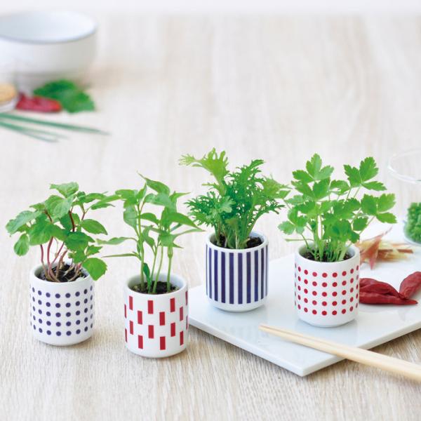 サイズ:陶器サイズ：W4.3×D4.3×H4.8cmセット内容:おちょこ/膨らむ土/説明書/種生産国:日本白磁のおちょこで小さな薬味を育てる 栽培セット です。窓辺やキッチンに並べるとかわいいおちょこの器で日本の香りと緑を手軽にちょこっと楽...