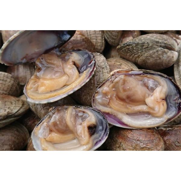 北海道 厚岸産 貝あさり 大中混合 【1kg】