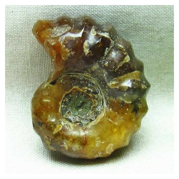 ドゥビレイセラス 化石 m85-778 : 誠安天然石専門店 - 通販 - Yahoo