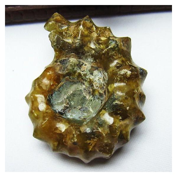 ドウビレイセラスアンモナイト ディフェンス完璧！見事な棘を有するマダガスカル産の