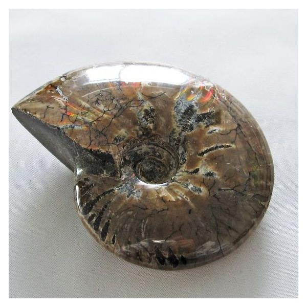 虹入り アンモナイト 化石 t570-4535 : 誠安天然石専門店 - 通販