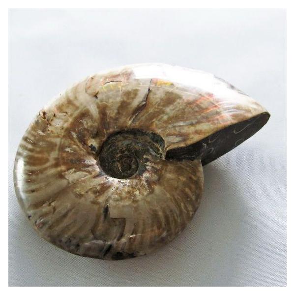虹入り アンモナイト 化石 t570-4595 : 誠安天然石専門店 - 通販