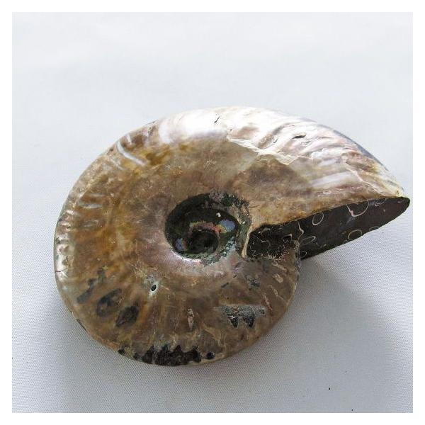 虹入り アンモナイト 化石 t570-4603 : 誠安天然石専門店 - 通販