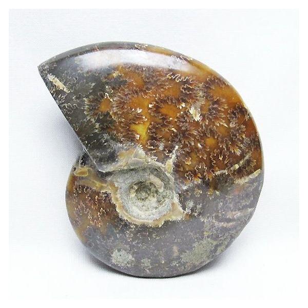 アンモナイト 化石 t723-1634 : 誠安天然石専門店 - 通販 - Yahoo