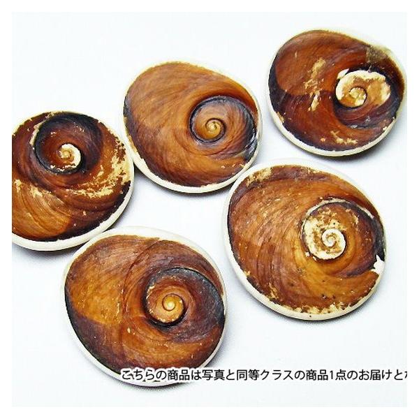 古代の貝 フォッシルシェル 貝 化石 置物 パワーストーン 天然石 t860-1