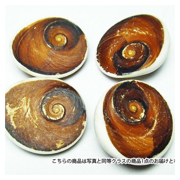 フォッシルシェル 貝 化石 置物 パワーストーン 天然石 t860-2 : 誠安