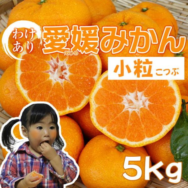 Q݂ 5kg 󂠂 QY @kCEꑗʓr1000~