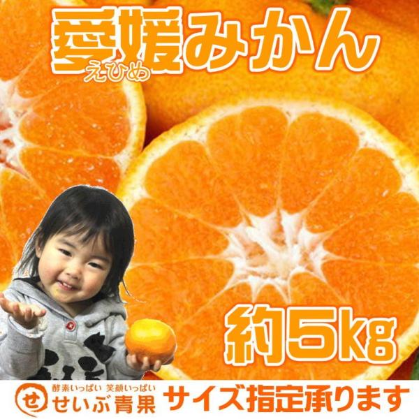 Q݂ 5kg kCEꑗʓr1000~