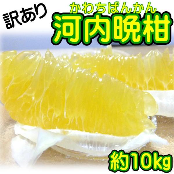 訳あり 愛媛県産 河内晩柑 約10kg