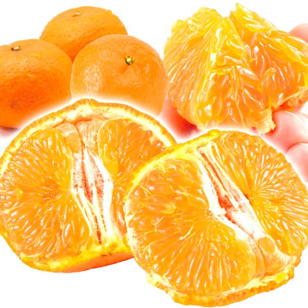 蜜柑 みかんジュース「蜜柑」8本(各180ml) | 長崎県諫早市 | ふるさと納税