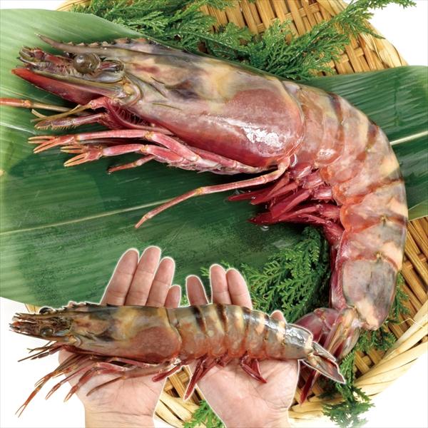 ●商品情報：世界最大級の車えび・天然ものシータイガー海老。ぷりぷりの身がぎっしり詰まり、弾力と甘み・旨味が濃厚！●内容量：1尾260g前後●原産国：ミャンマー●特定原材料：えび●賞味期間：6か月(冷凍)●配送温度：冷凍便●備考：※加熱してお...