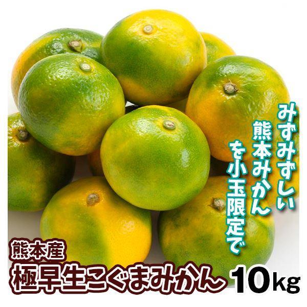 みかん 10kg 極早生こぐまみかん 熊本産 極早生 蜜柑 ご家庭用