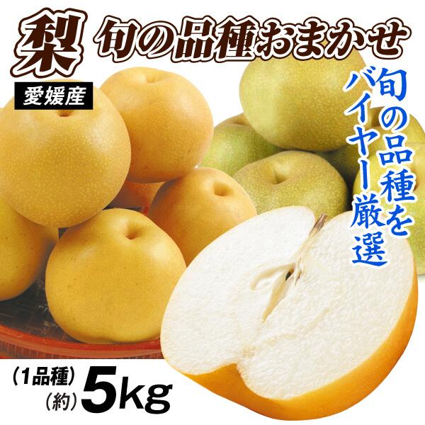 梨 約5kg 愛媛産 お買い得おまかせ和梨 豊水 幸水 秋月 新高ほか ご家庭用 旬の梨 送料無料 食品