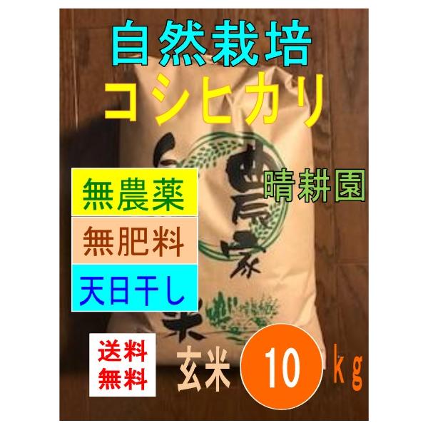 コシヒカリ 令和6年産 コシヒカリ 自然栽培 無農薬 無肥料 天 コシヒカリ 令和6年産 コシヒカリ 自然栽培 無農薬 無肥料 天