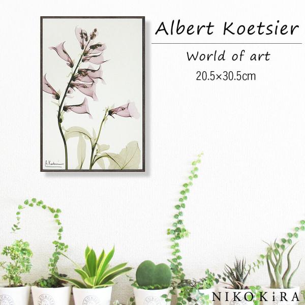 XーREY キャンパスアート　サルビア XーREY キャンパスアートサルビア