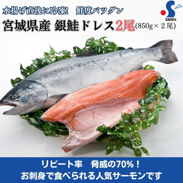 サーモン 刺身 二尾 銀鮭 ドレス (1.7kg) 850g×2尾 宮城県 サーモン 刺身 二尾 銀鮭 ドレス (1.7kg) 850g×2尾 宮城県