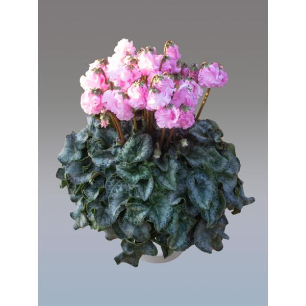 [Release date: December 20, 2025]※写真のシクラメンは6寸サイズです※サイズ目安は公式サイト （ https://seiyo-en.jp/price/） もご参照ください透明感のある薄いピンクのフリンジシクラ...