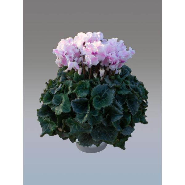 [Release date: December 10, 2025]※写真のシクラメンは6寸サイズです※サイズ目安は公式サイト （ https://seiyo-en.jp/price/） もご参照ください強いウェーブの花びらにピンクと白が混じ...