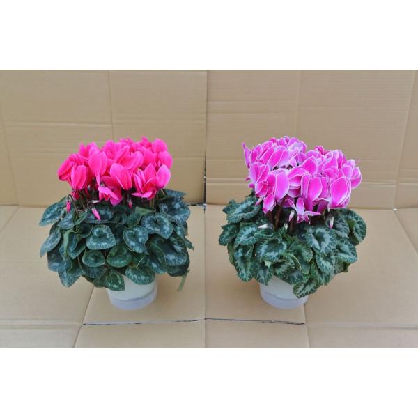 [Release date: November 25, 2025]2鉢入る箱に入れてお届けします。ご注文の際、必ず品種名を明記してください。※誠養園オフィシャルサイト（https://seiyo-en.jp/orders/）にて在庫の確認を...