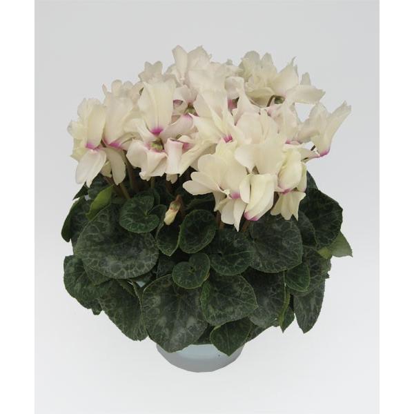 [Release date: December 10, 2025]※写真のシクラメンは6寸サイズです※サイズ目安は公式サイト （ https://seiyo-en.jp/price/） もご参照ください世界的に珍しい黄花シクラメン。花の中心...