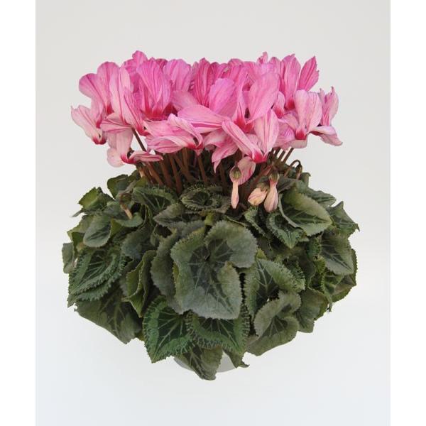 基本送料無料！シクラメン ハーレカイン 6寸/6号 【誠養園のながもち