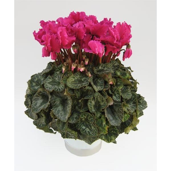 [Release date: December 5, 2025]※写真のシクラメンは6寸サイズです※サイズ目安は公式サイト （ https://seiyo-en.jp/price/） もご参照ください強いウェーブがかかった紫です。ウェーブの...