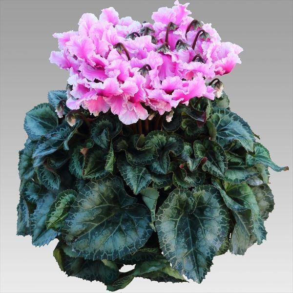 基本送料無料！シクラメン ひらりももバイカラー 7寸/7号 【誠養園のな