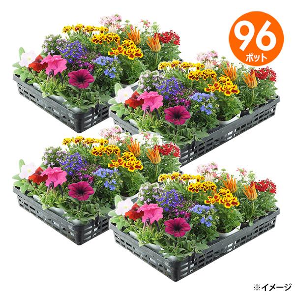 直送 日時指定不可 季節のお花おまかせ96ポット 花苗 セット