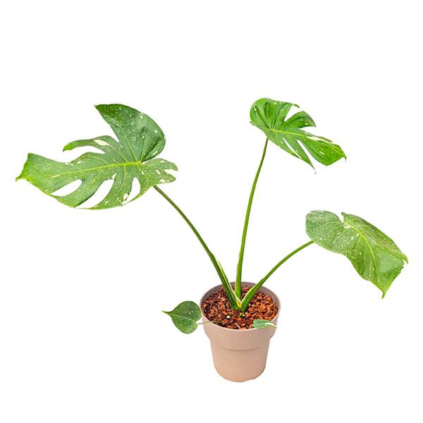 観葉植物☆斑入りモンステラ　お値下げ 直送 日時指定不可 斑入りモンステラ プラ鉢 観葉植物 おしゃれ 室内