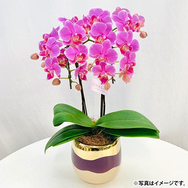 welzo 直送 日時指定不可 胡蝶蘭 ピンク シャルネ鉢 4.5号 北海道