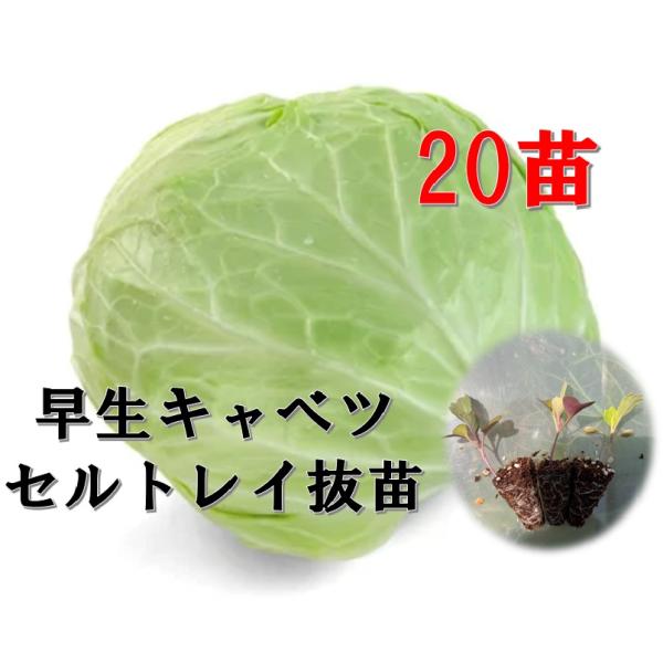 キャベツ苗特徴・魅力ワードやわらか食感苦味少なめ育てやすいプランターOK初心者向け収穫まで早い