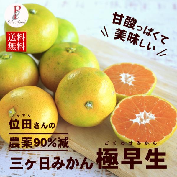 ɑ݂ _ ݂ ÉOP݂ ɑ݂ 4kg  mikan 