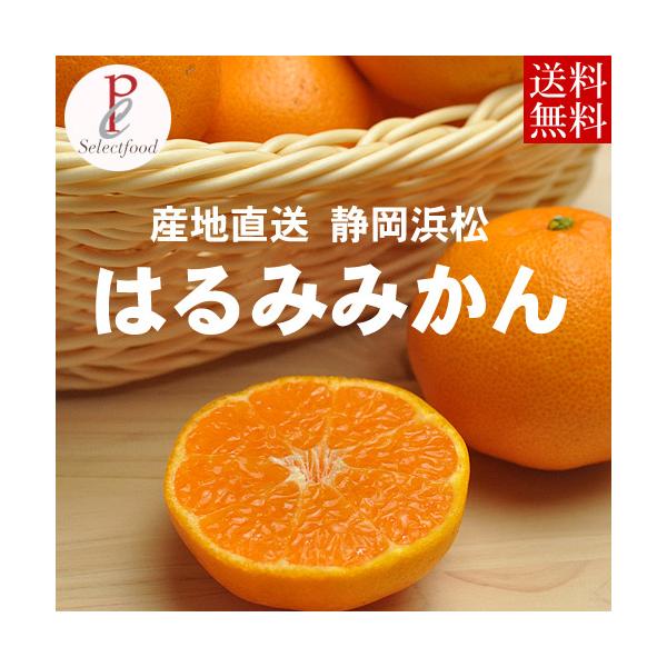 はるみ みかん 5kg 静岡浜松はるみみかん 浜名湖みかん Mサイズ 5kg 送料無料