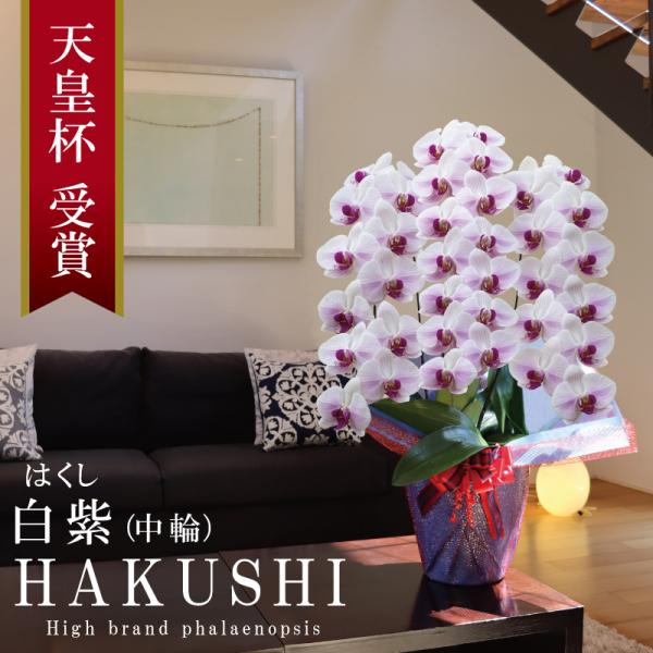 純国産 胡蝶蘭 花持ち長い 中輪 3本立ち 37輪〜【白紫(はくし)】白の花に紫ストライプ 二度咲き お祝い 移転祝 開業祝 新築祝 就任祝 開店祝 当選祝 お悔やみ