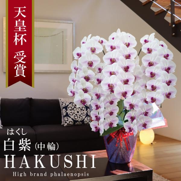 純国産 胡蝶蘭 花持ち長い 中輪 5-6本立ち 60輪〜【白紫(はくし）】白の花に紫ストライプ 二度咲き お祝い 移転祝 開業祝 新築祝 就任祝 開店祝 お悔やみ
