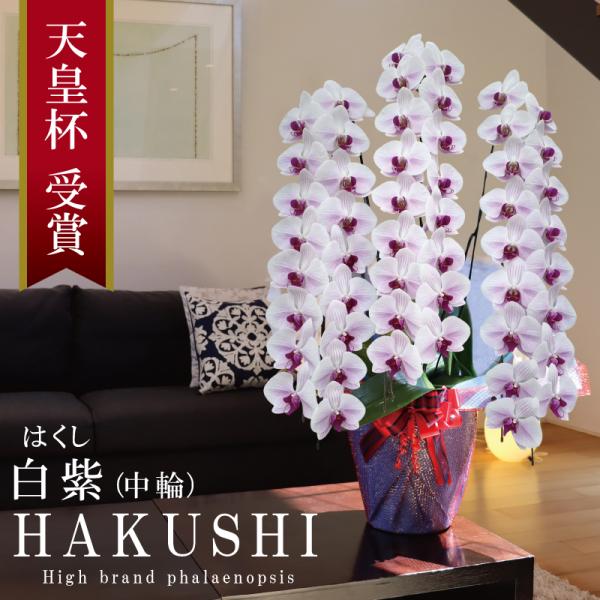 純国産 胡蝶蘭 花持ち長い 中輪 3本立ち 60輪〜【白紫(はくし)】白の花に紫ストライプ 二度咲き お祝い 移転祝 開業祝 新築祝 就任祝 開店祝 当選祝 お悔やみ