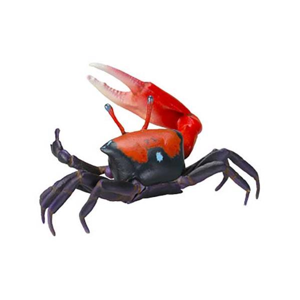 【色残抜群】ベニシオマネキ かに カニ 蟹 ガニ シャコ エビ ロブ 昆虫標本 色残抜群】ベニシオマネキ かに カニ 蟹 ガニ シャコ エビ ロブ 昆虫