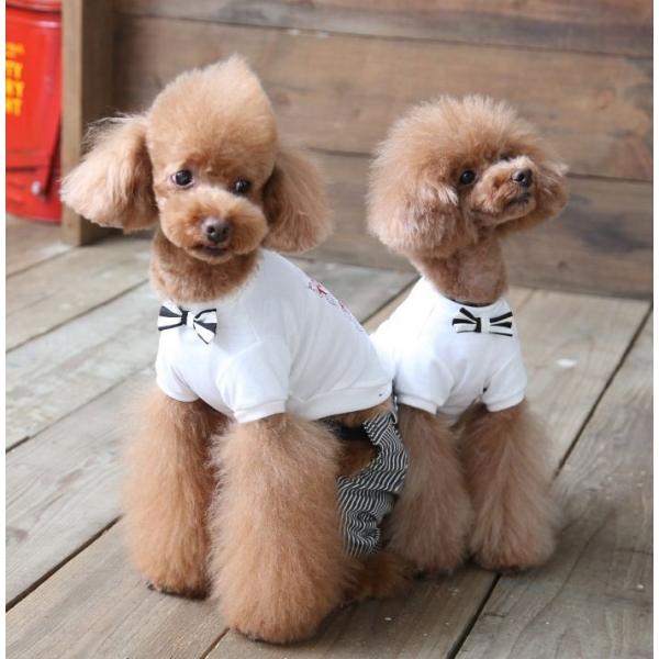 犬 服 春夏 バースデー Tシャツ 半袖 白 小型犬 誕生日 記念日 ドッグウェア A Bientot アビエント Buyee Buyee Japanese Proxy Service Buy From Japan Bot Online