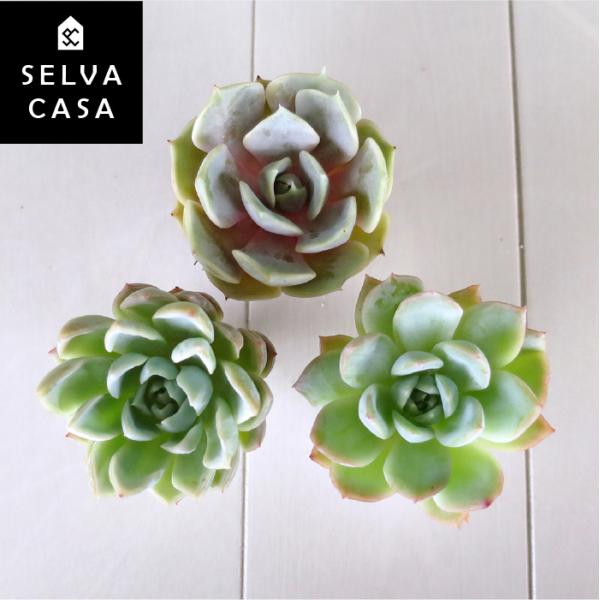 raulensisu 中(韓国苗) raulensisu 中(韓国苗) 【公式通販】