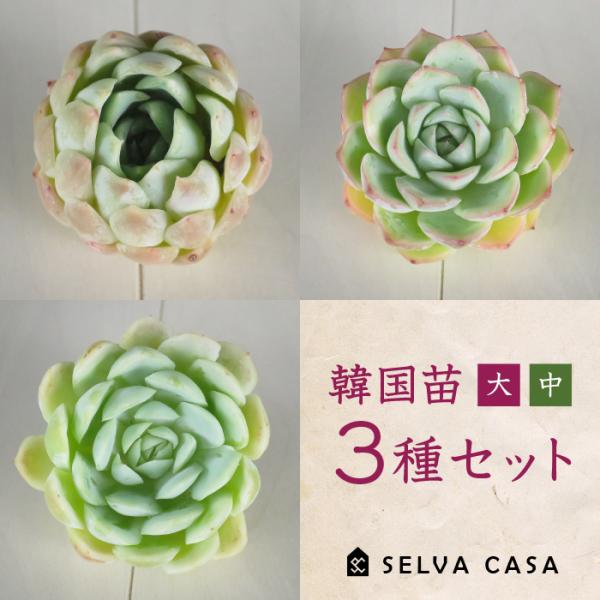 多肉植物 韓国苗 エケベリア 3種セット 大・中サイズ (クリームベリー 