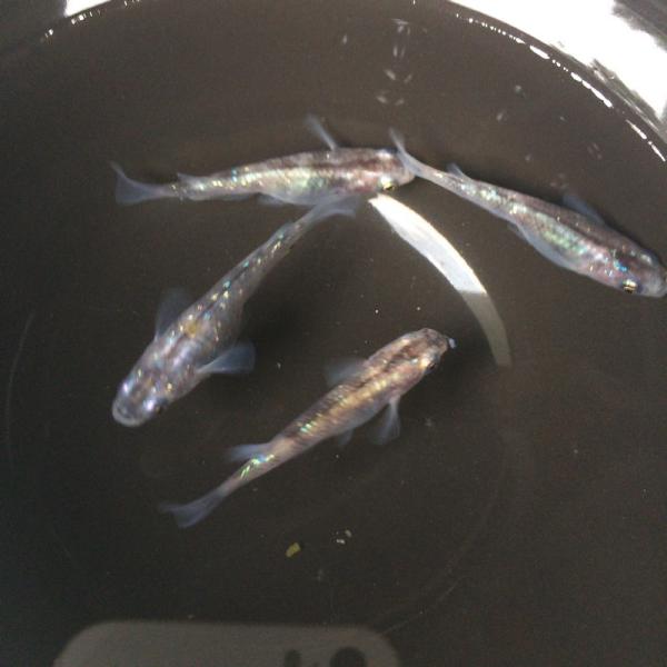 白黒ラメめだか　５匹