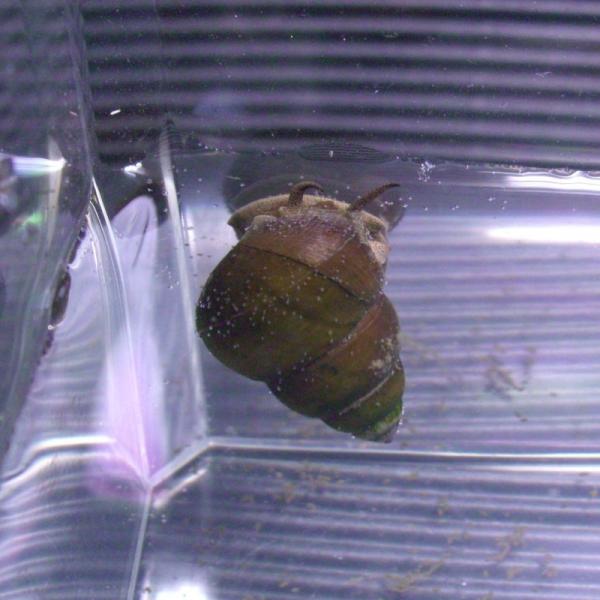 天然ヒメタニシ　１０匹