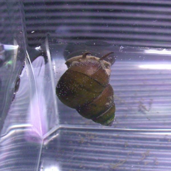 天然ヒメタニシ　２０匹