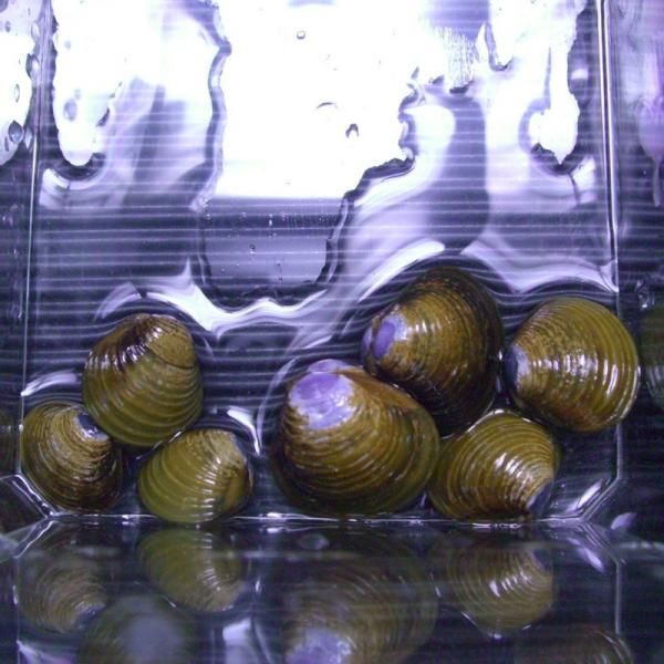 天然淡水シジミ　５０匹