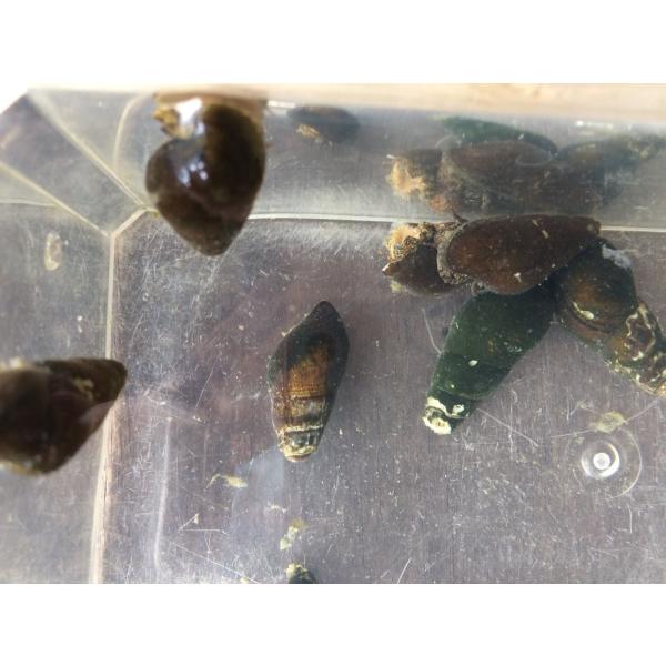 天然カワニナ　１００グラム